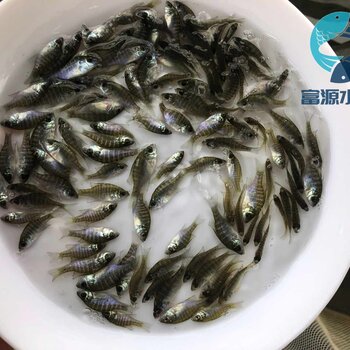 30 元品種:草魚雌雄:雄太陽魚苗,淡水太陽魚苗聯繫人:崔俠立即詢盤